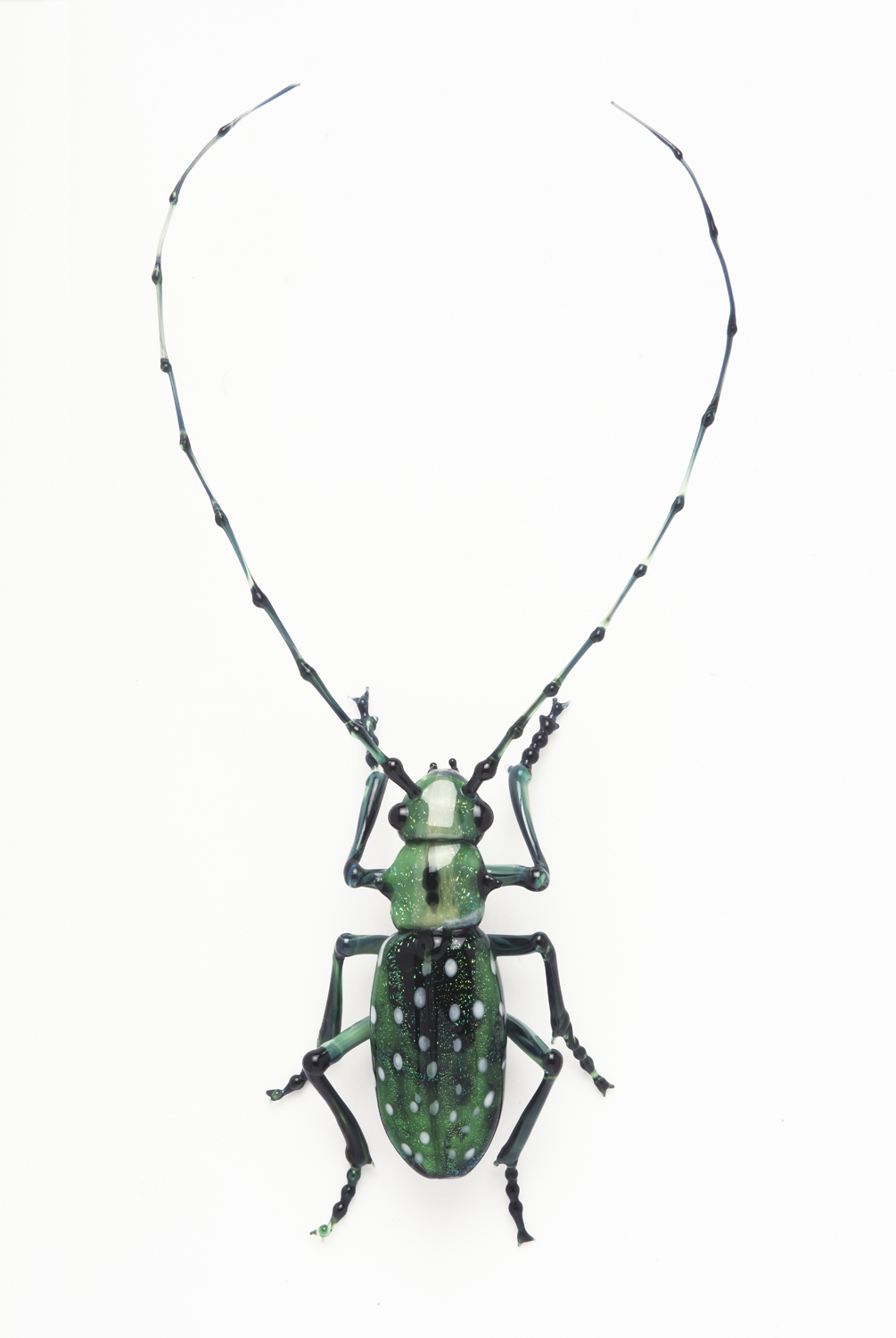 Vittorio Costantini, Cerambycidae Lamiinae Calloplophora solli (2005, soda-lime glass, 4 3/16 x 2 1/16 x 5/8 inches), VC.66