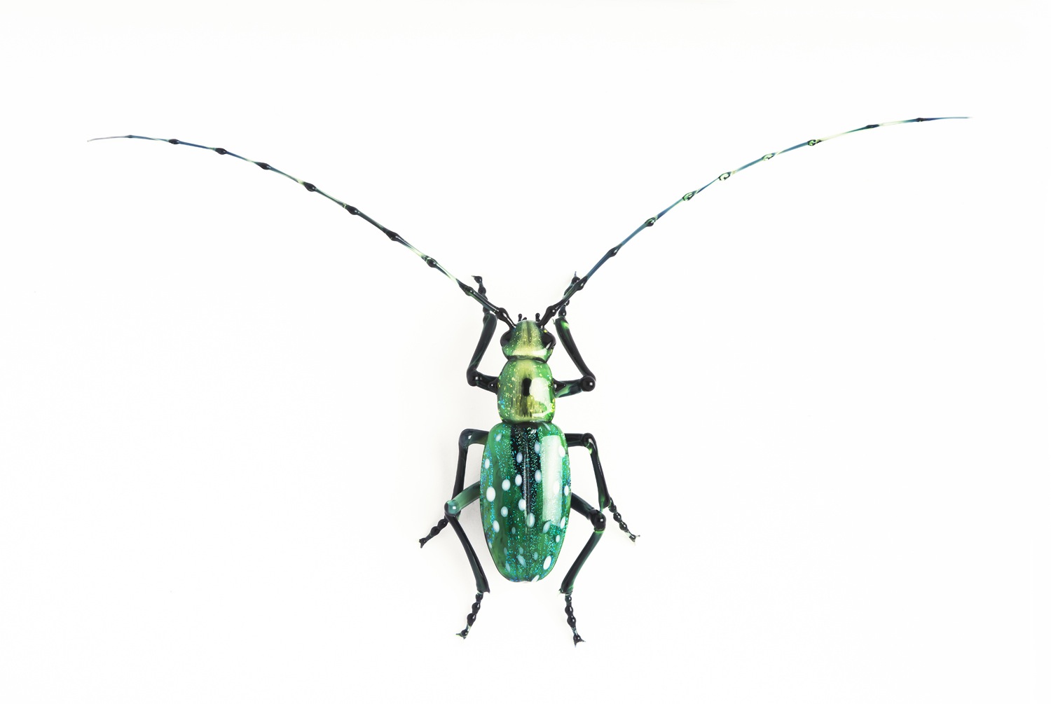  Vittorio Costantini,&nbsp; Cerambycidae Lamiinae Calloplophora solli&nbsp; (2005, soda-lime glass, 2 7/8 x 4 7/8 x 3/4 inches), VC.67 