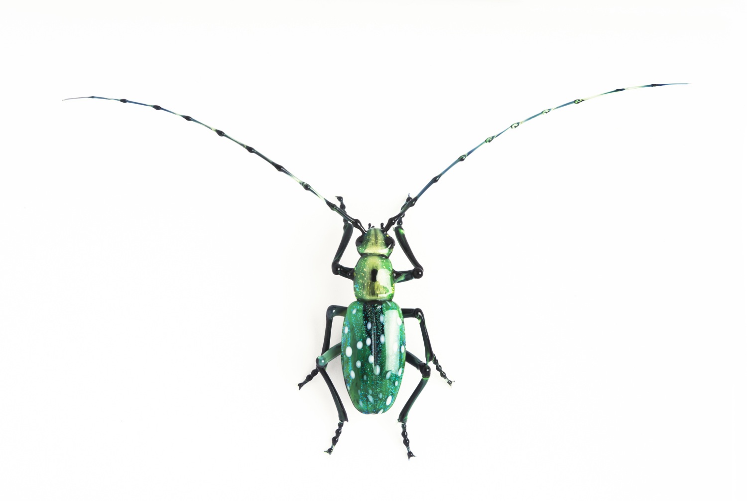 Vittorio Costantini, Cerambycidae Lamiinae Calloplophora solli (2005, soda-lime glass, 2 7/8 x 4 7/8 x 3/4 inches), VC.67