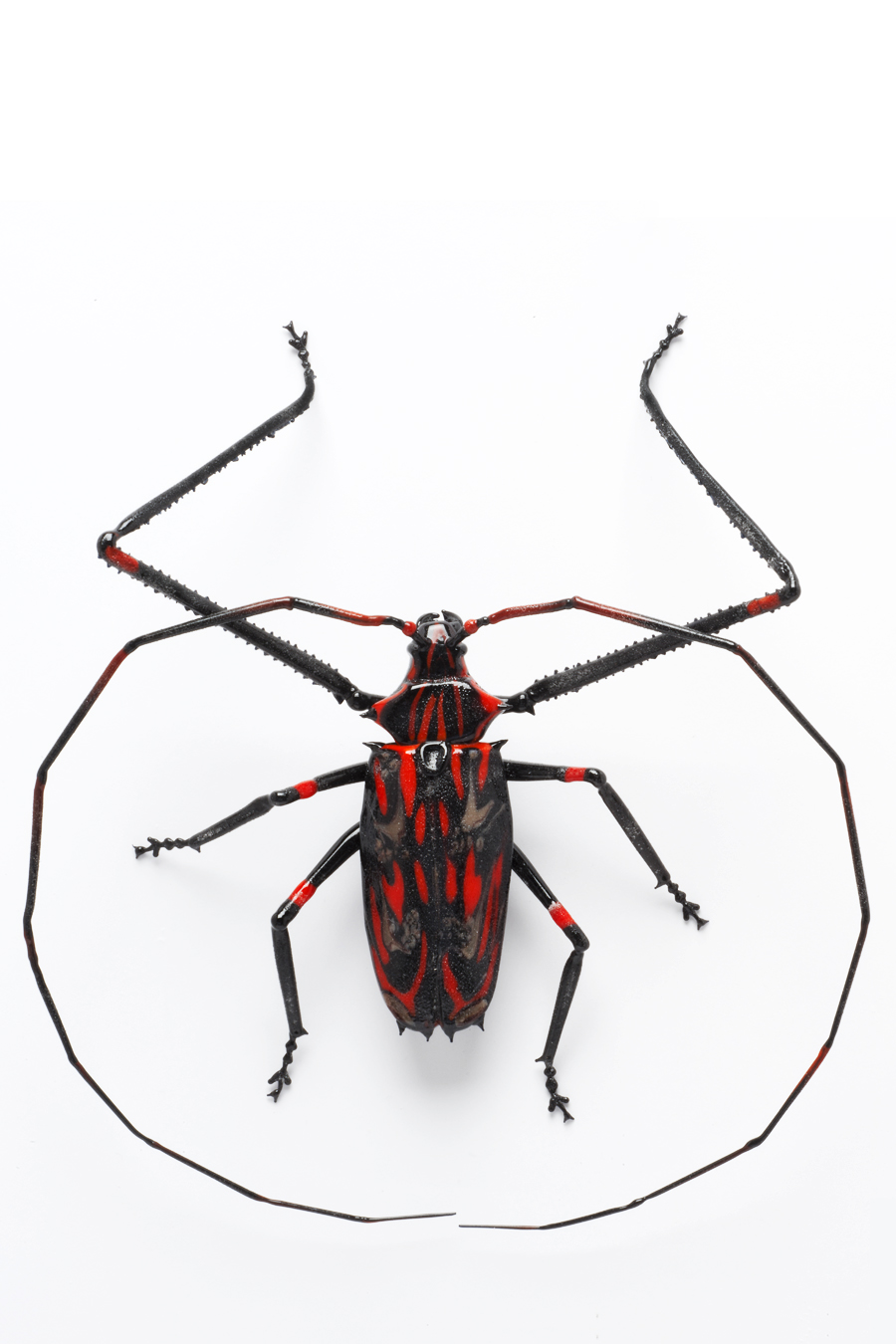 Vittorio Costantini, Euphosos (Snout Beetle) (2007, soda-lime glass, 6 5/8 x 5 7/8 x 1 3/4 inches), LT.108