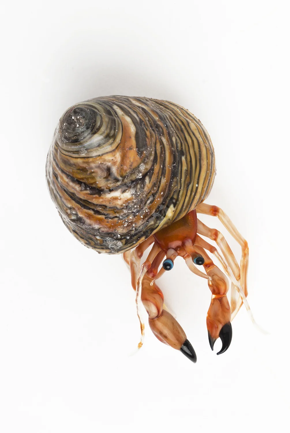 Vittorio Costantini, Hermit Crab (2005, soda-lime glass,1 1/2 x 2 x 5/8 inches), VC.111