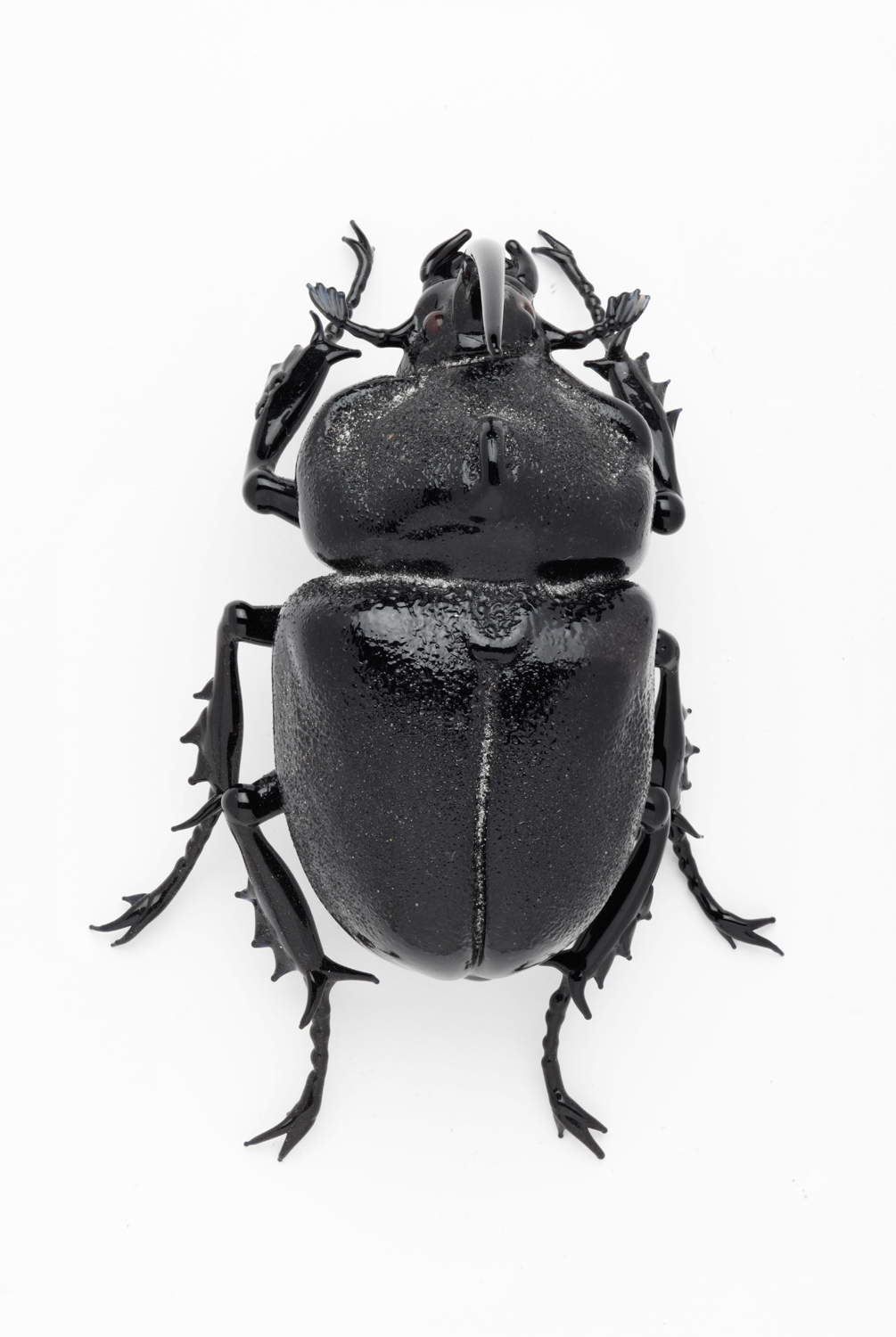 Vittorio Costantini, Family: Lucanidae, Lamprima adolphinae (2007, soda-lime glass, 3 1/2 x 2 1/2 x 2 1/8 inches), VC.131