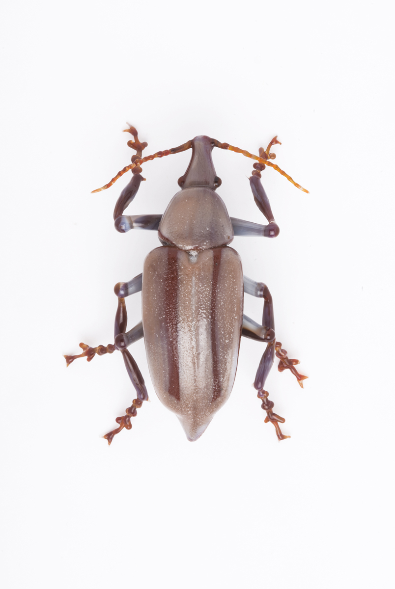 Vittorio Costantini, Curculionidae (2009, soda-lime glass, 2 1/8 inches), VC.185