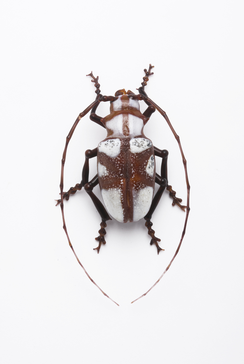 Vittorio Costantini, Cerambycidae (Africa) (2009, soda-lime glass, 2 13/16 inches), VC.197