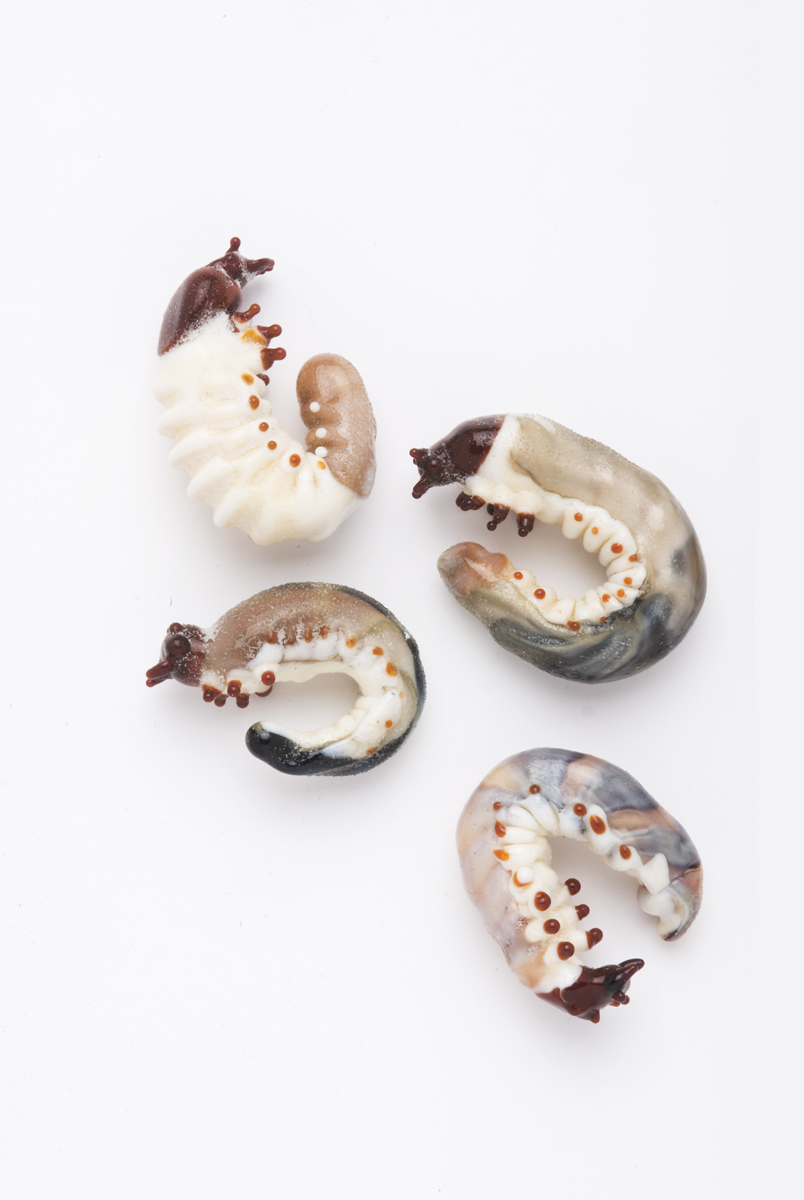 Vittorio Costantini, Larvae (2009, soda-lime glass), VC.125.1-.4