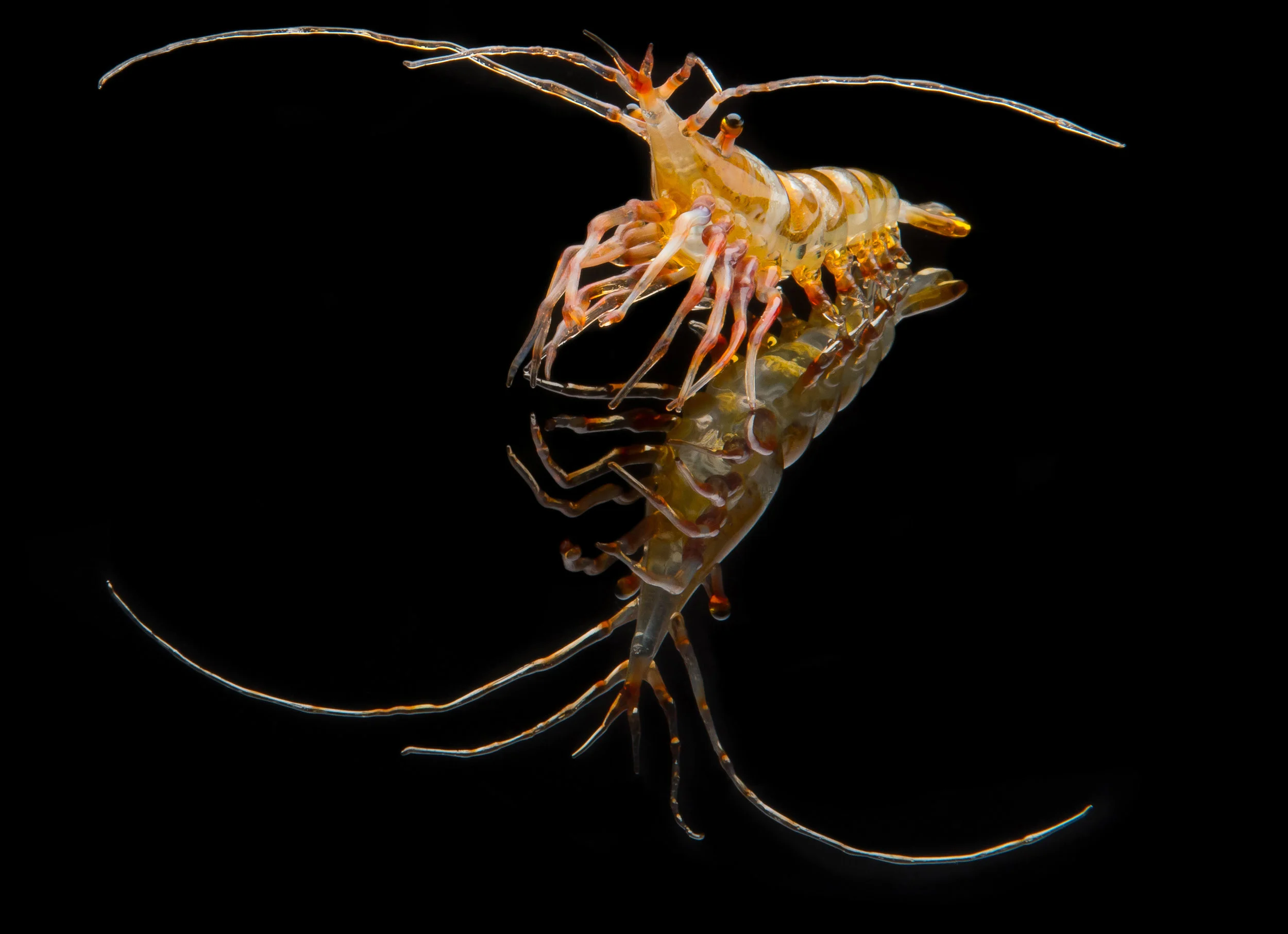 Vittorio Costantini, Shrimp (glass, 3 inches), VC.255