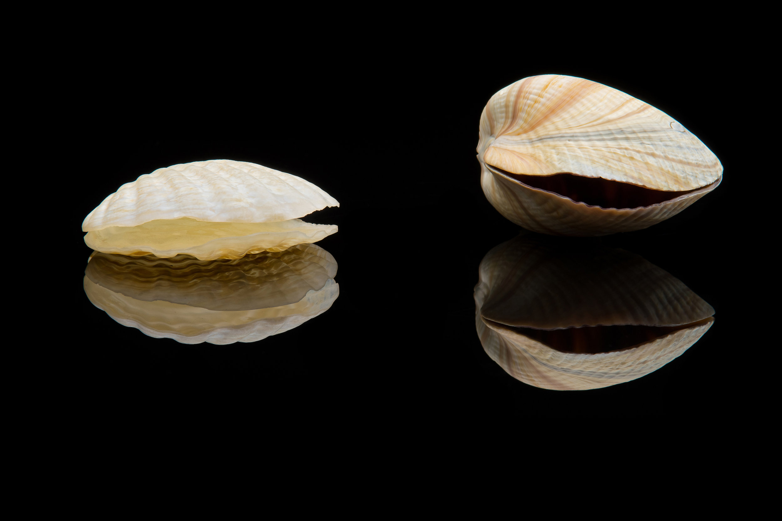  Vittorio Costantini,  Lot of two clams  (glass, size variable), VC.253 