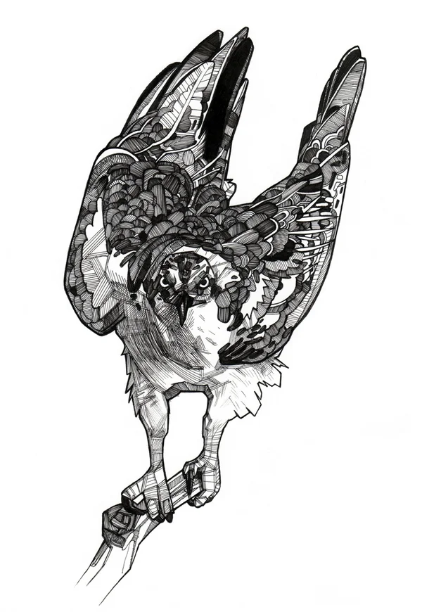 Osprey