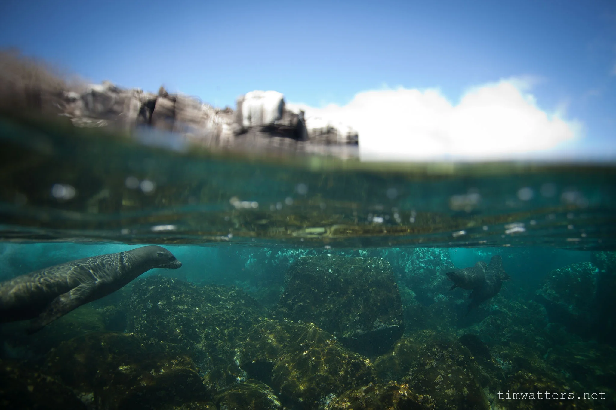 TimWatters_Underwater_05.jpg