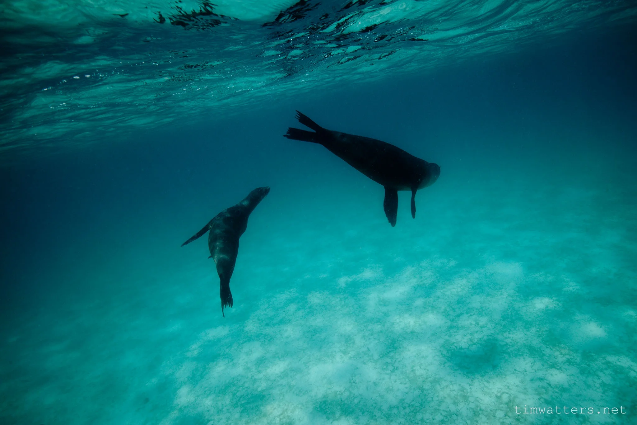 TimWatters_Underwater_07.jpg