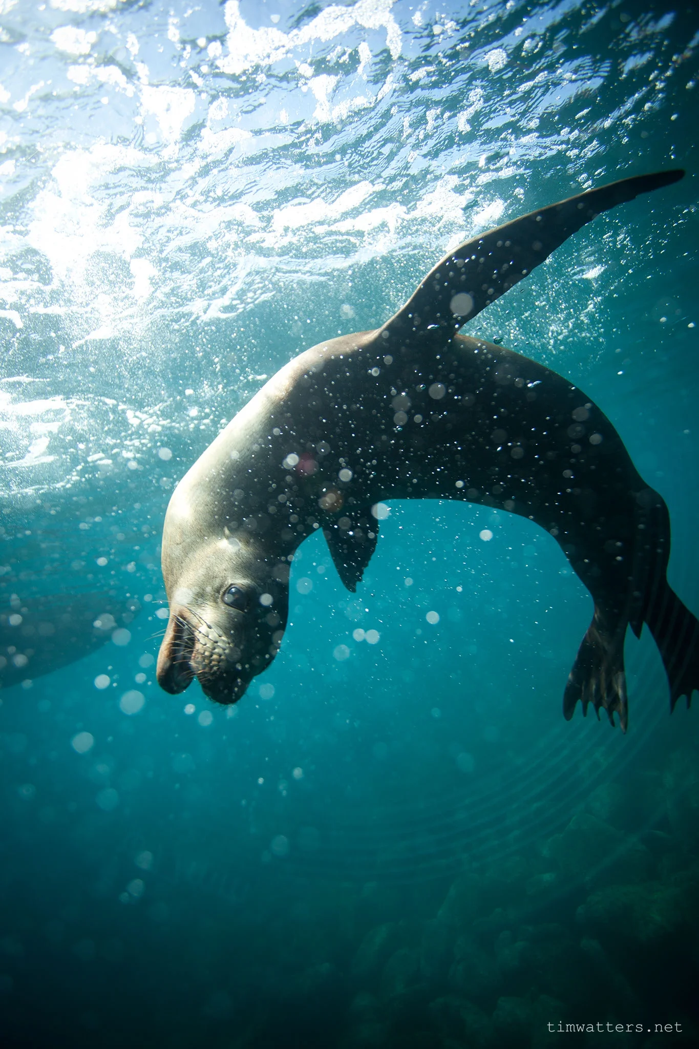 TimWatters_Underwater_06.jpg