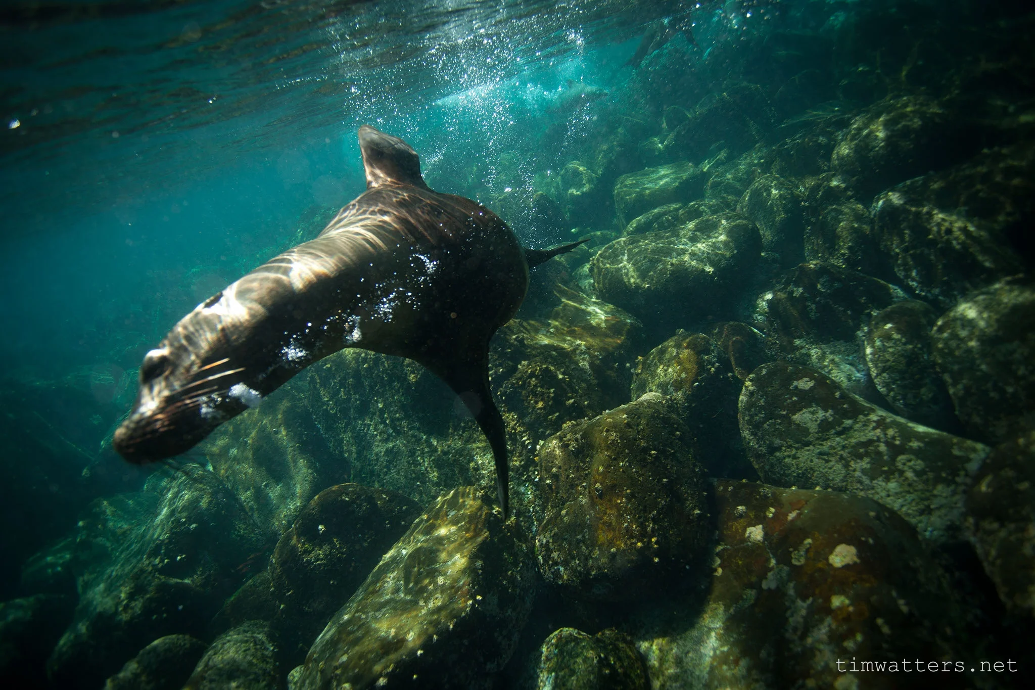 TimWatters_Underwater_15.jpg