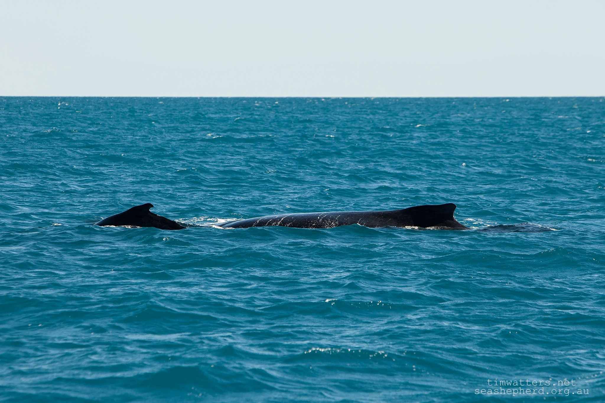 20130817-MotherClafHumpback.jpg