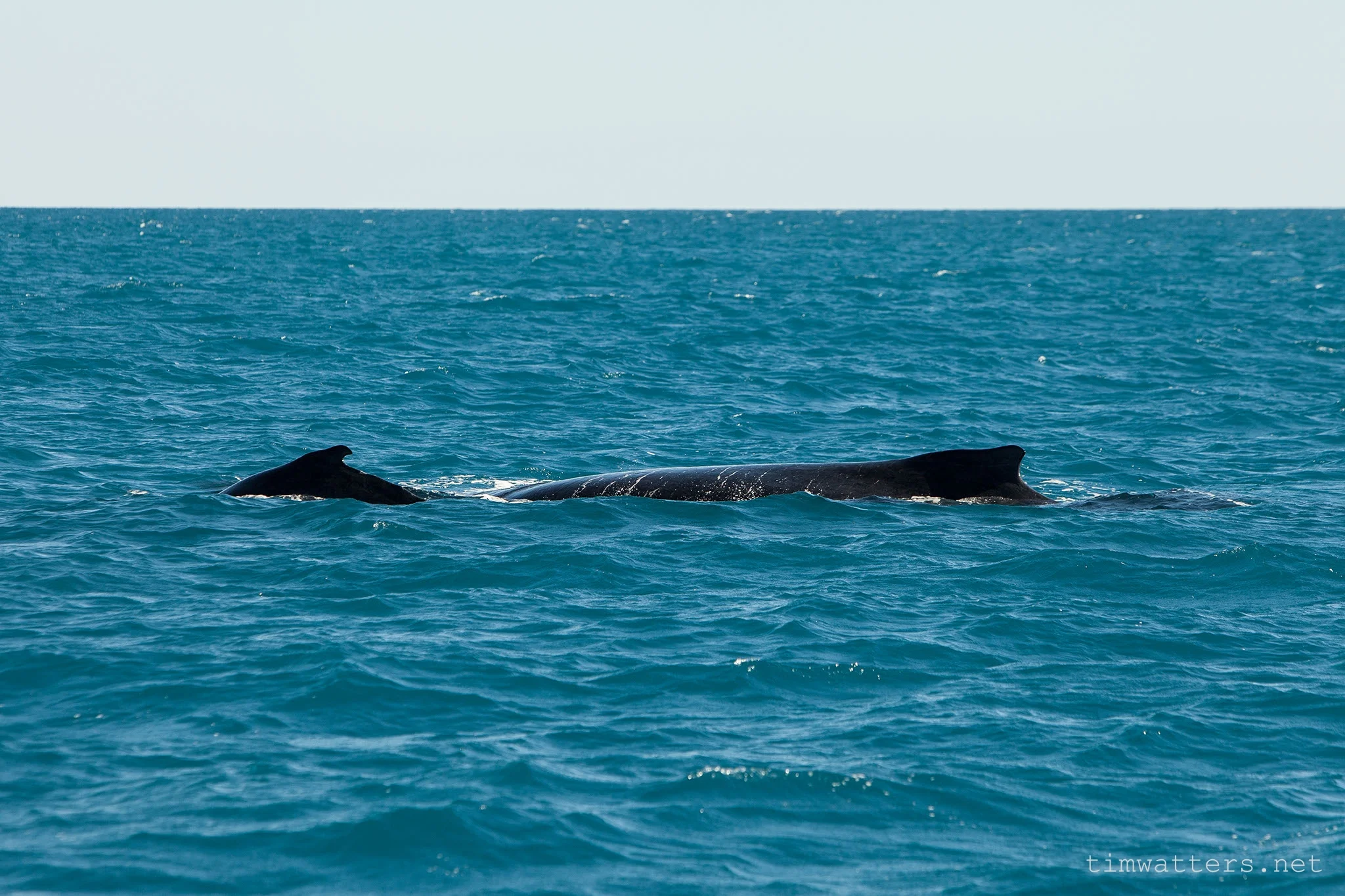 A new born Humpback whale calf with its mother off the Broome coast, which is home to the worlds largest whale nursery.