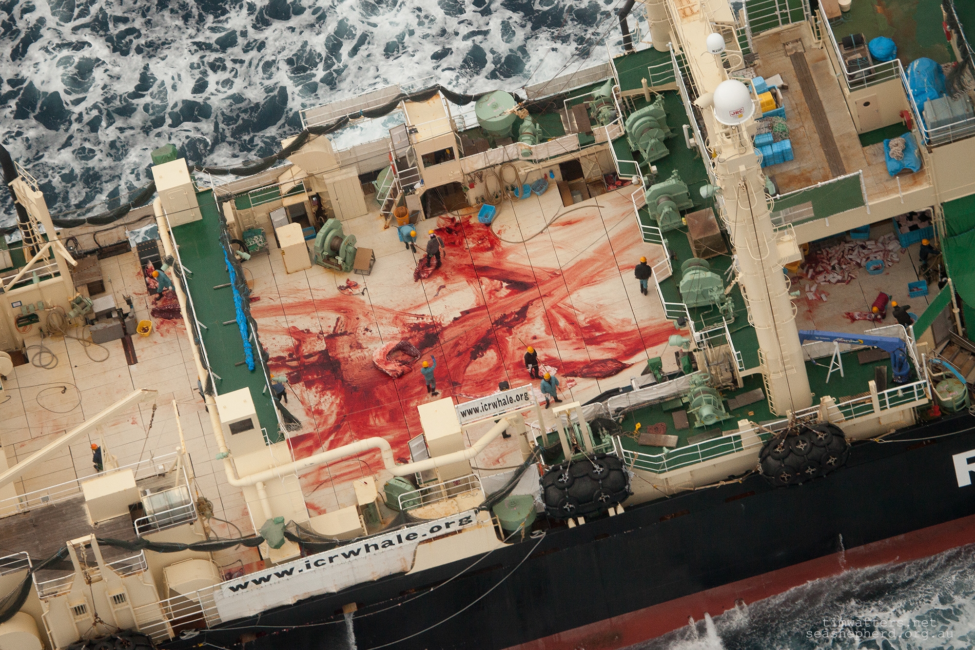 The butchered remains of an illegally killed Minke Whale aboard the Nisshin Maru, taken in January 2014 during Sea Shepherds 10th Antarctic Whale Defence Campaign, 'Operation Relentless'.