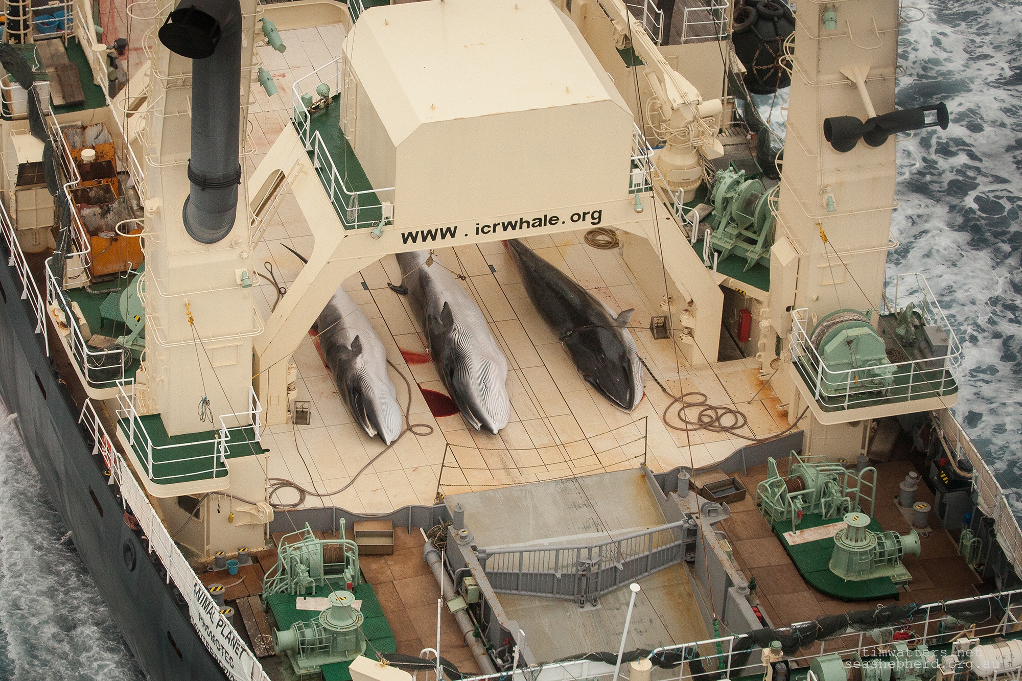 The Japanese Whaling Fleets factory vessel, the Nisshin Maru, with 3 dead Minke Whales on its deck.