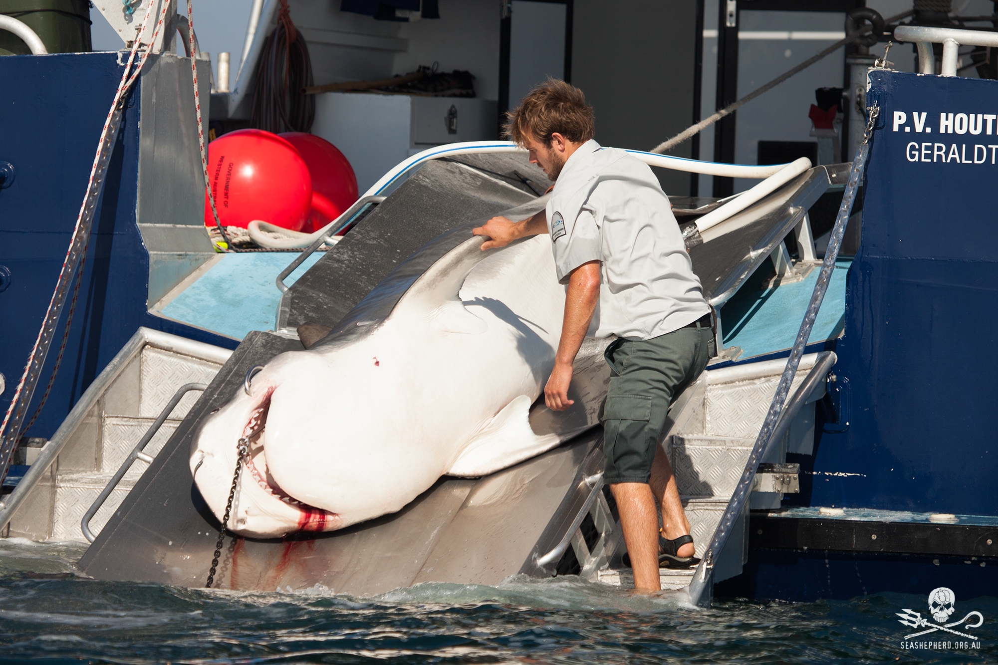 A fisheries officer looks at the female Tiger Shark that he just took part in killing.