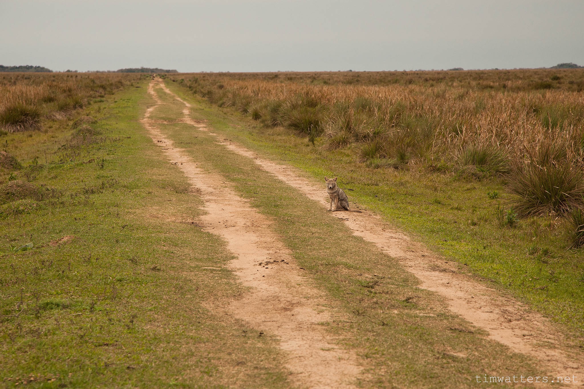 001-TimWatters-Ibera-Wildlife.jpg