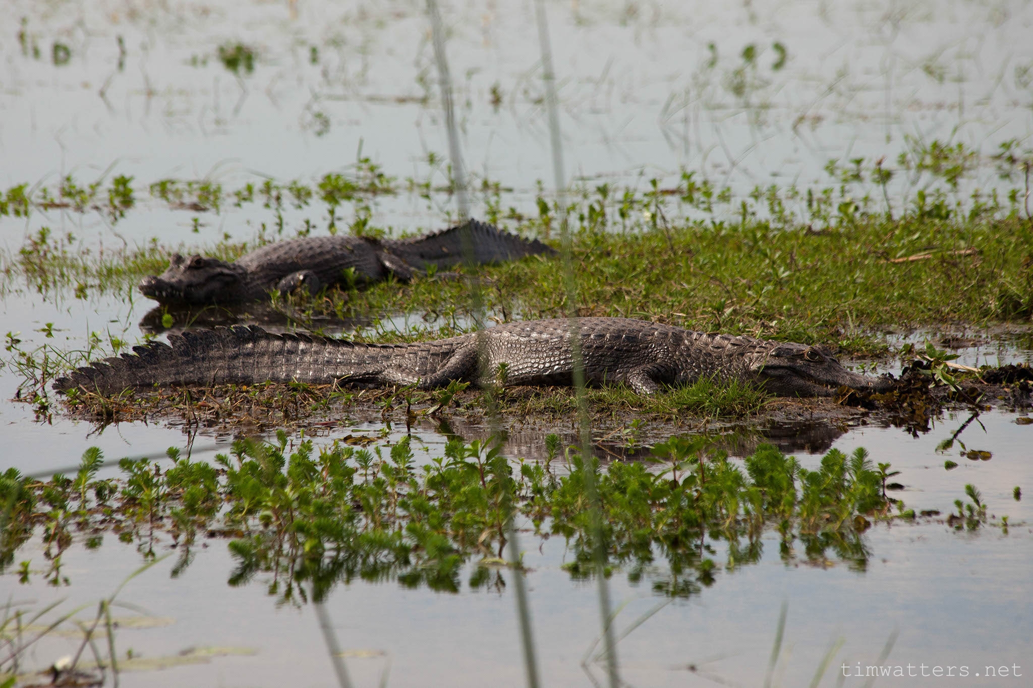 005-TimWatters-Ibera-Wildlife.jpg