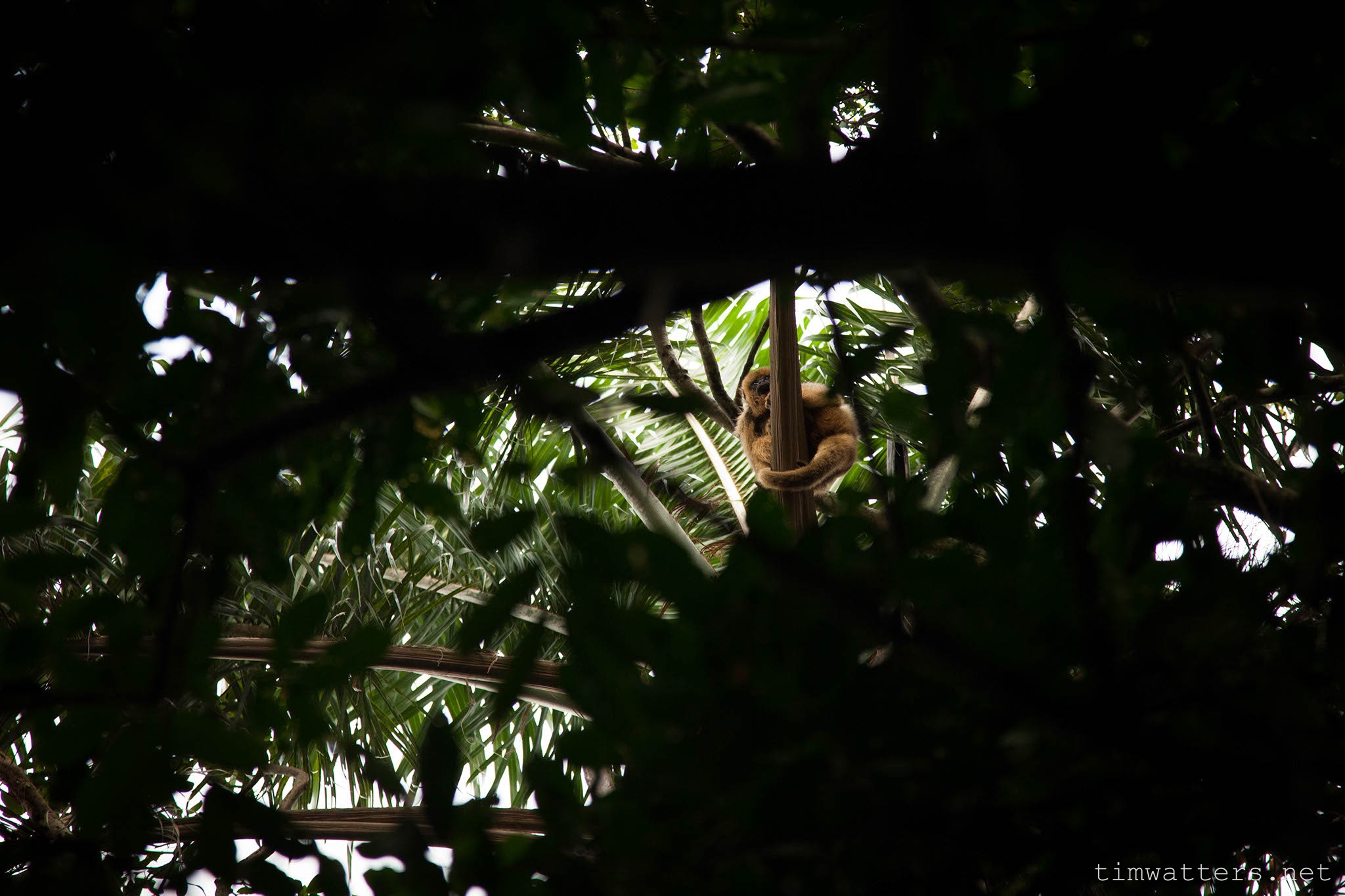 010-TimWatters-Ibera-Wildlife.jpg