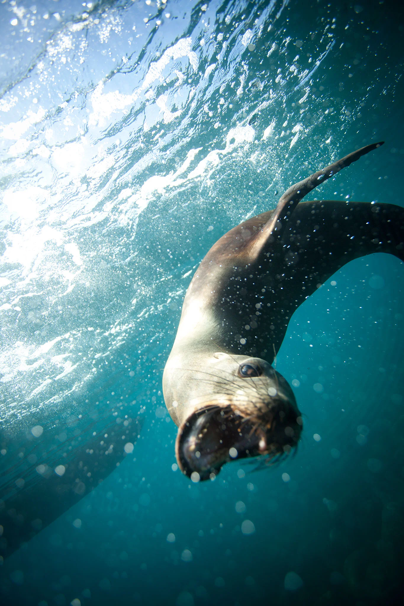 TJW_GLP_Animals_44.jpg