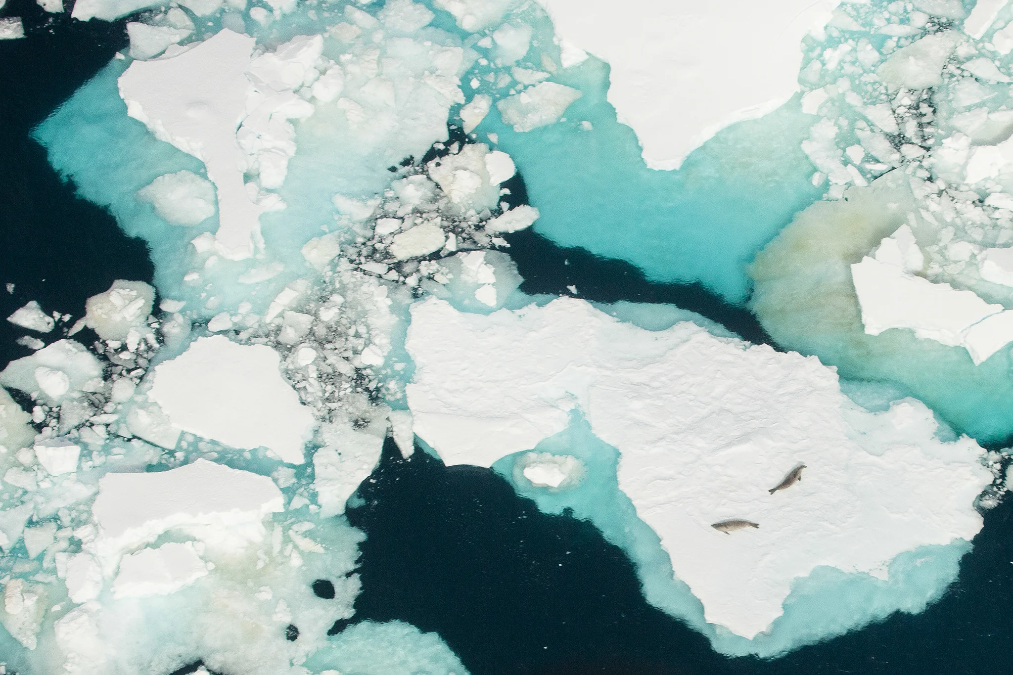 007-TW-Icebergs-140105.jpg