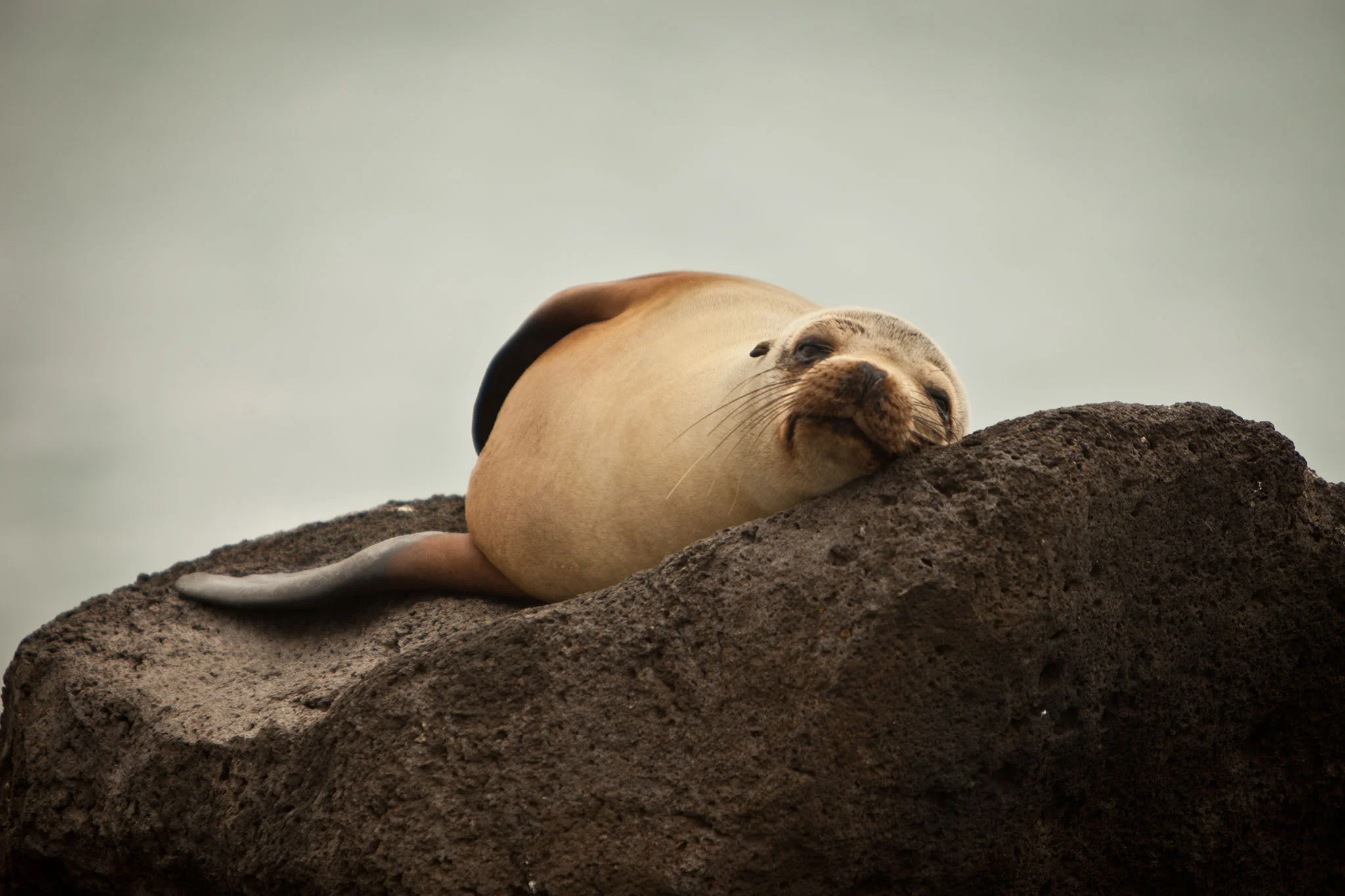 012-TJW_GLP_Animals_08.jpg