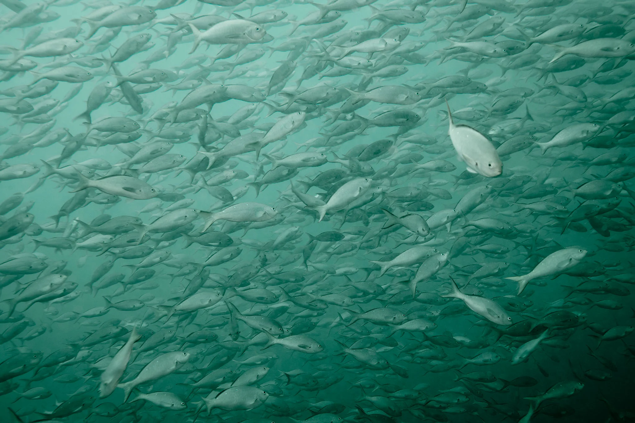TimWatters_Underwater_02.jpg