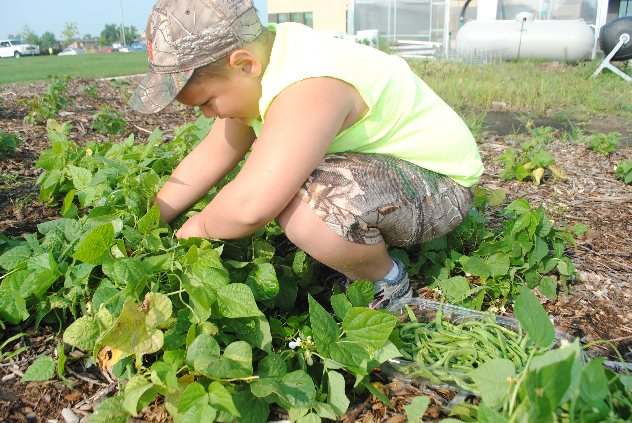 Carter Worden, 7, picks green beans in the school garden. Carter said picking beans is his favorite to pick in the garden.