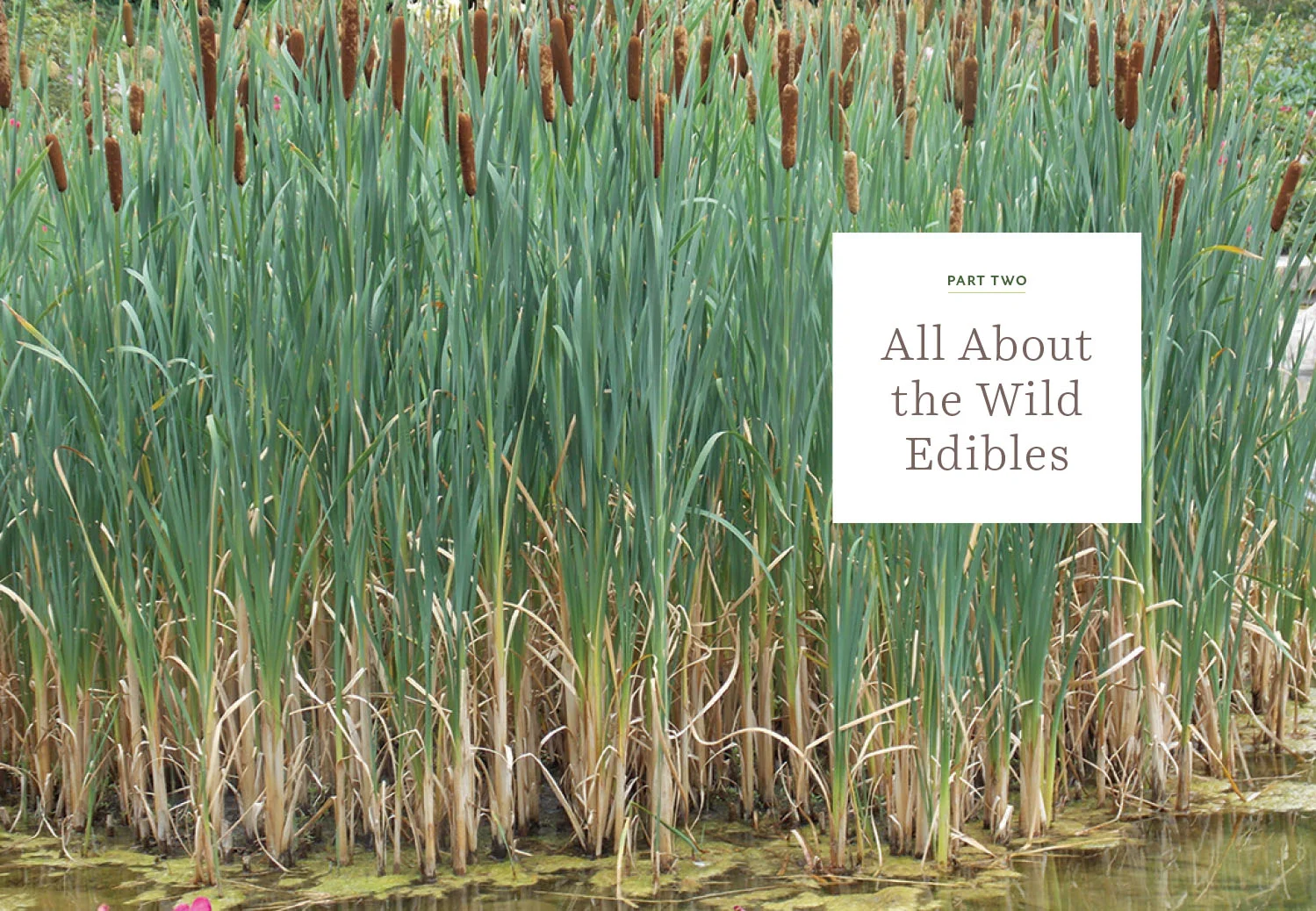 SkillfulForager_Website-4.jpg