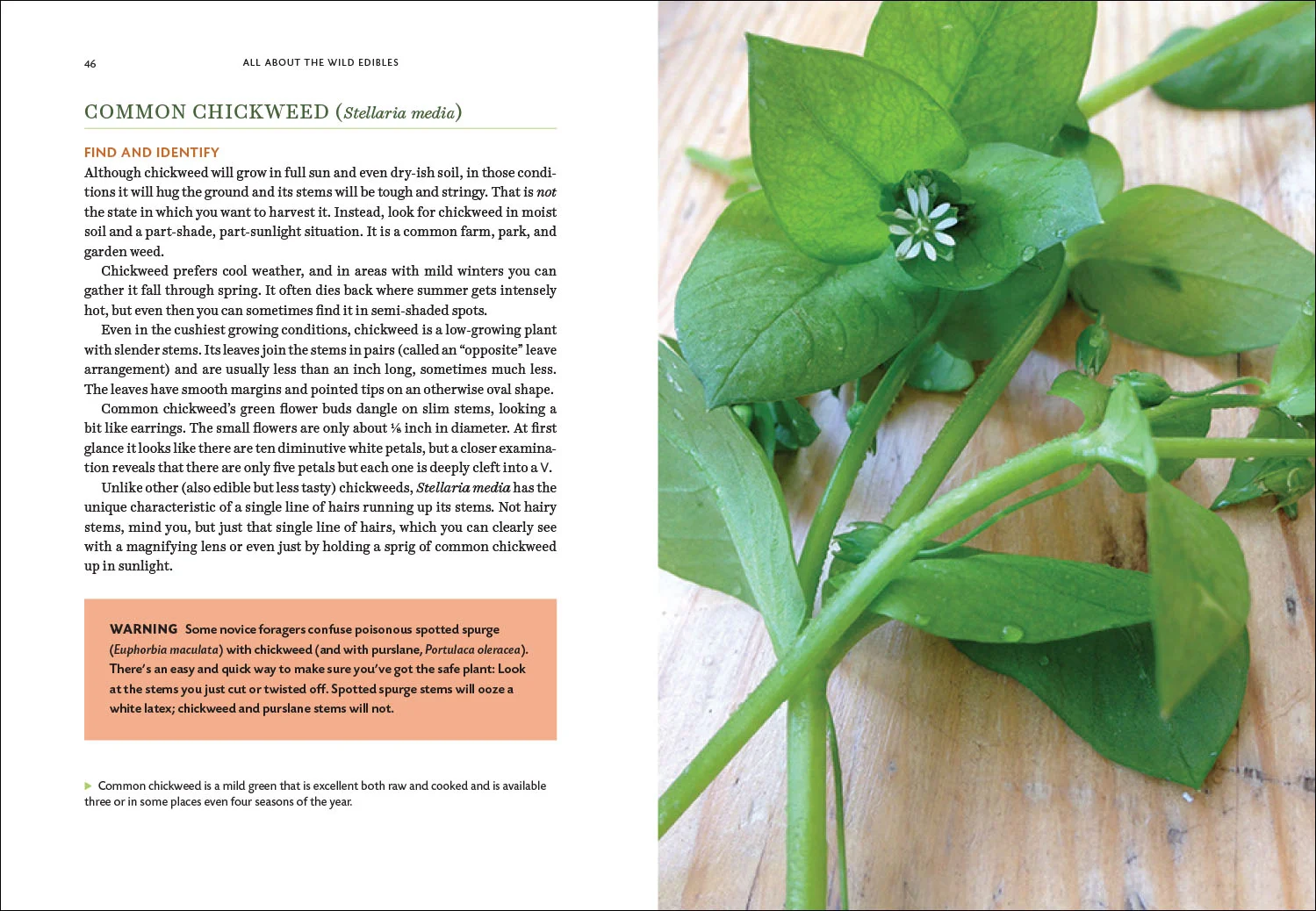 SkillfulForager_Website-6.jpg