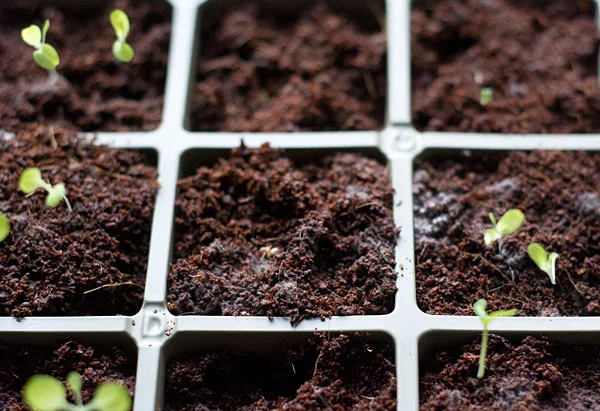 white mold on seedlings