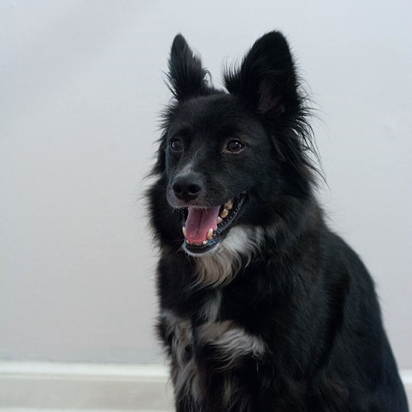 Chester, our border collie corgi mix