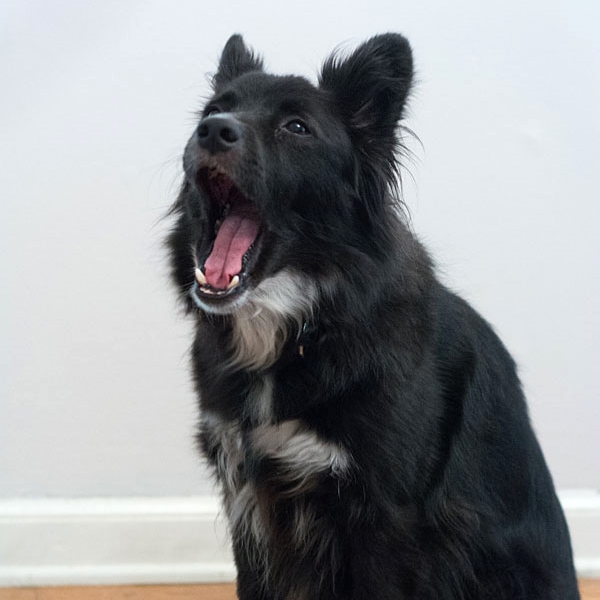 Chester, our border collie corgi mix