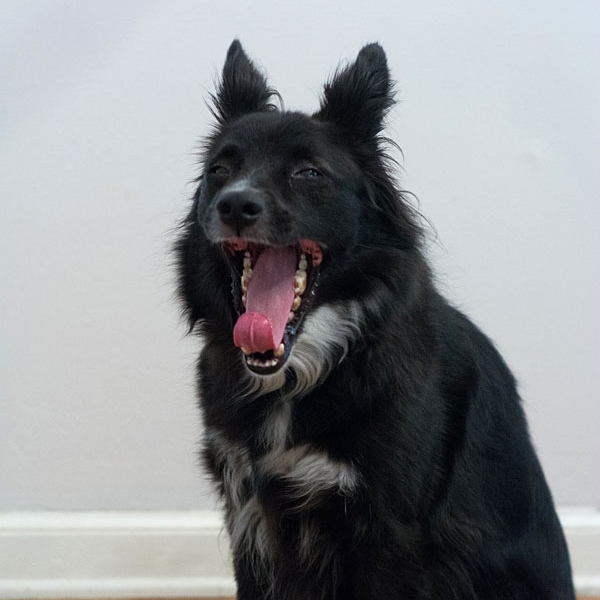 black dog yawning