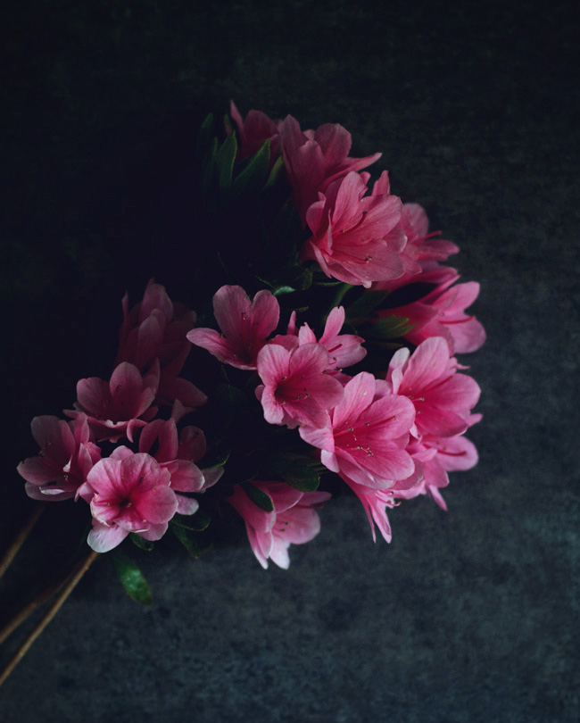 Slow Living - Azaela still life photo - moody & pink