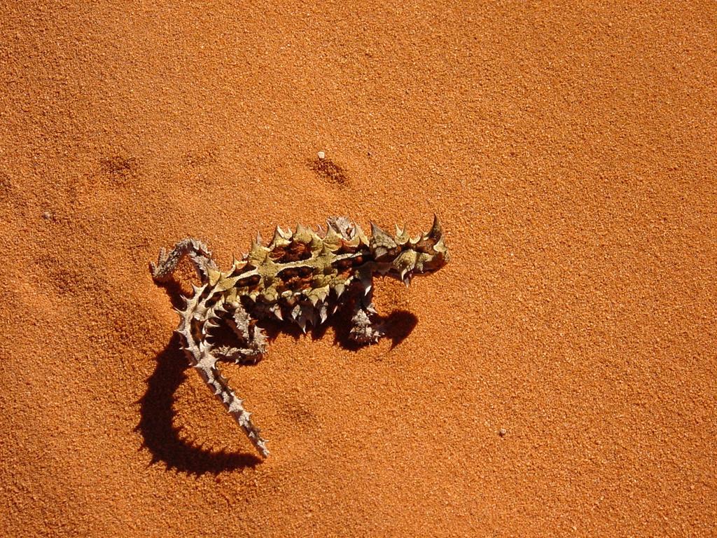 moluchus_horridus01.jpg
