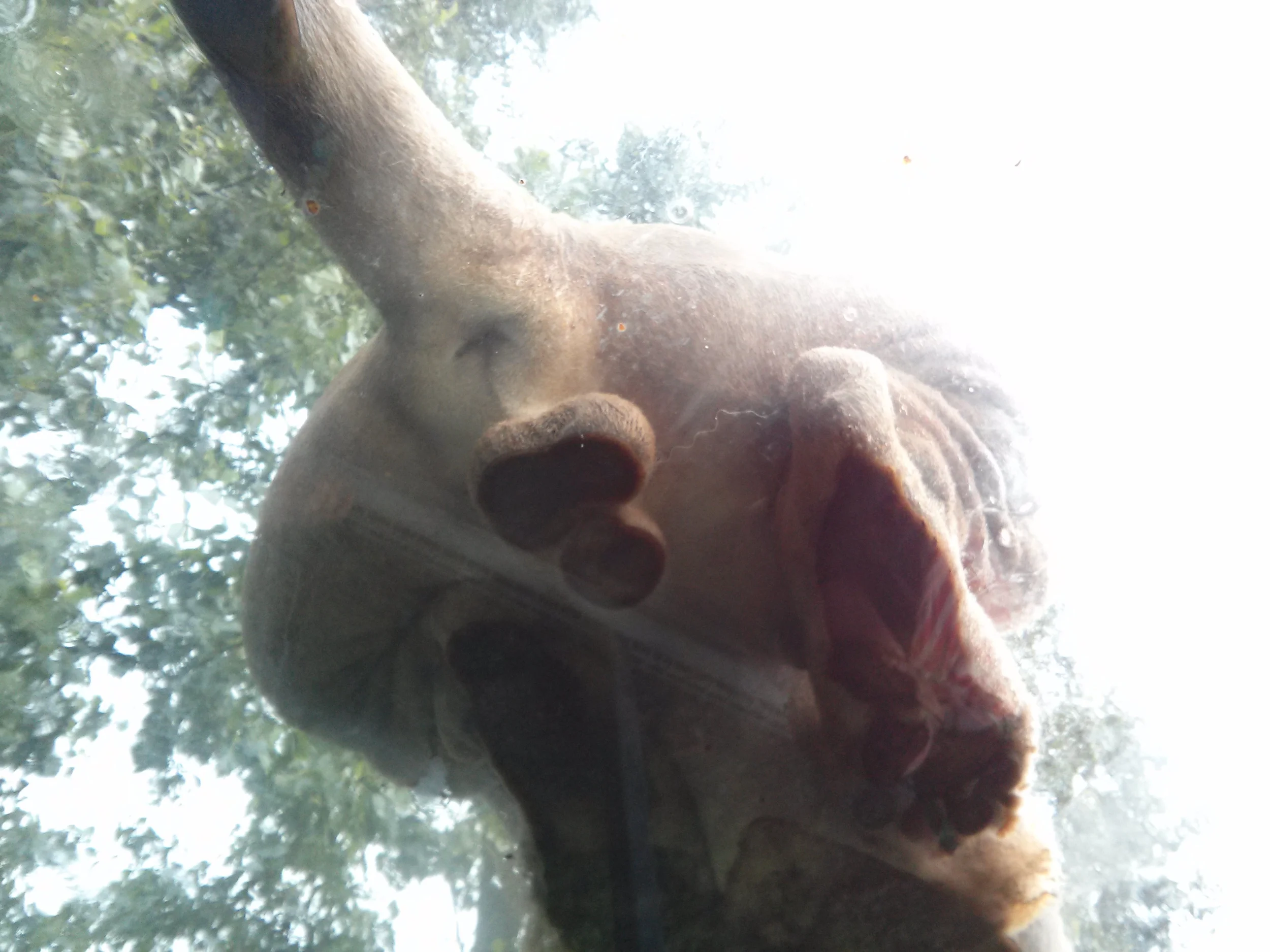 IMG_20130704_135311.jpg