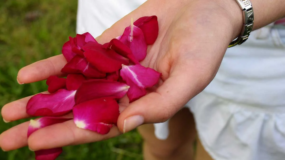 petals.jpg