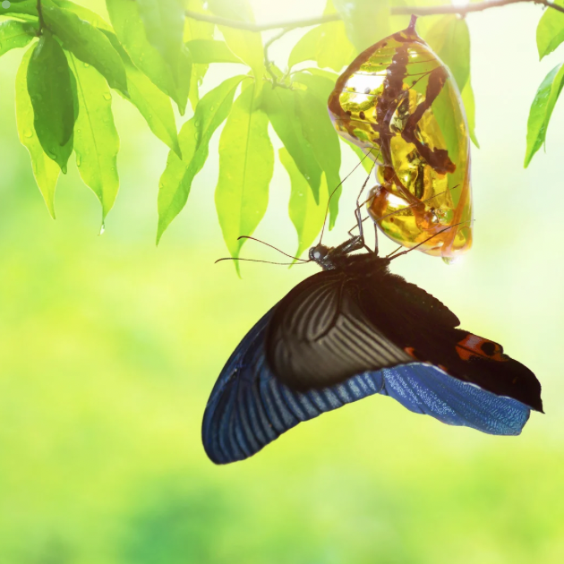 Navigating Change: A Gentle Unfolding