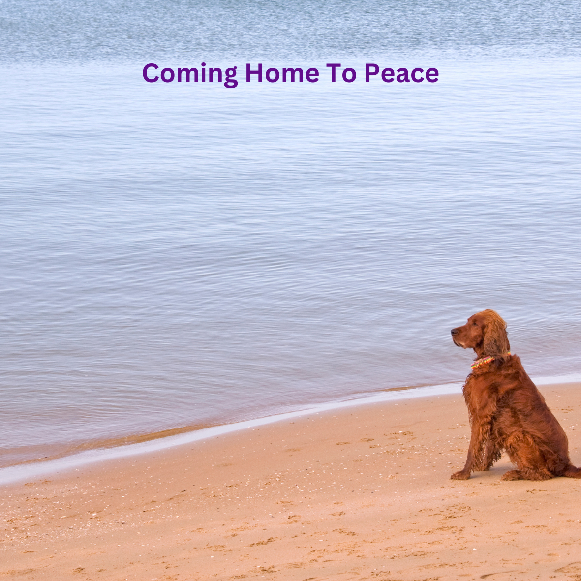 Coming Home to Peace