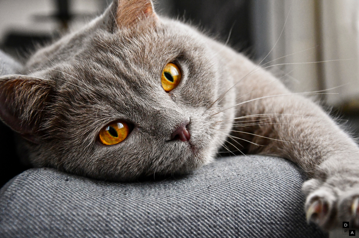 Cat relaxed on a sofa