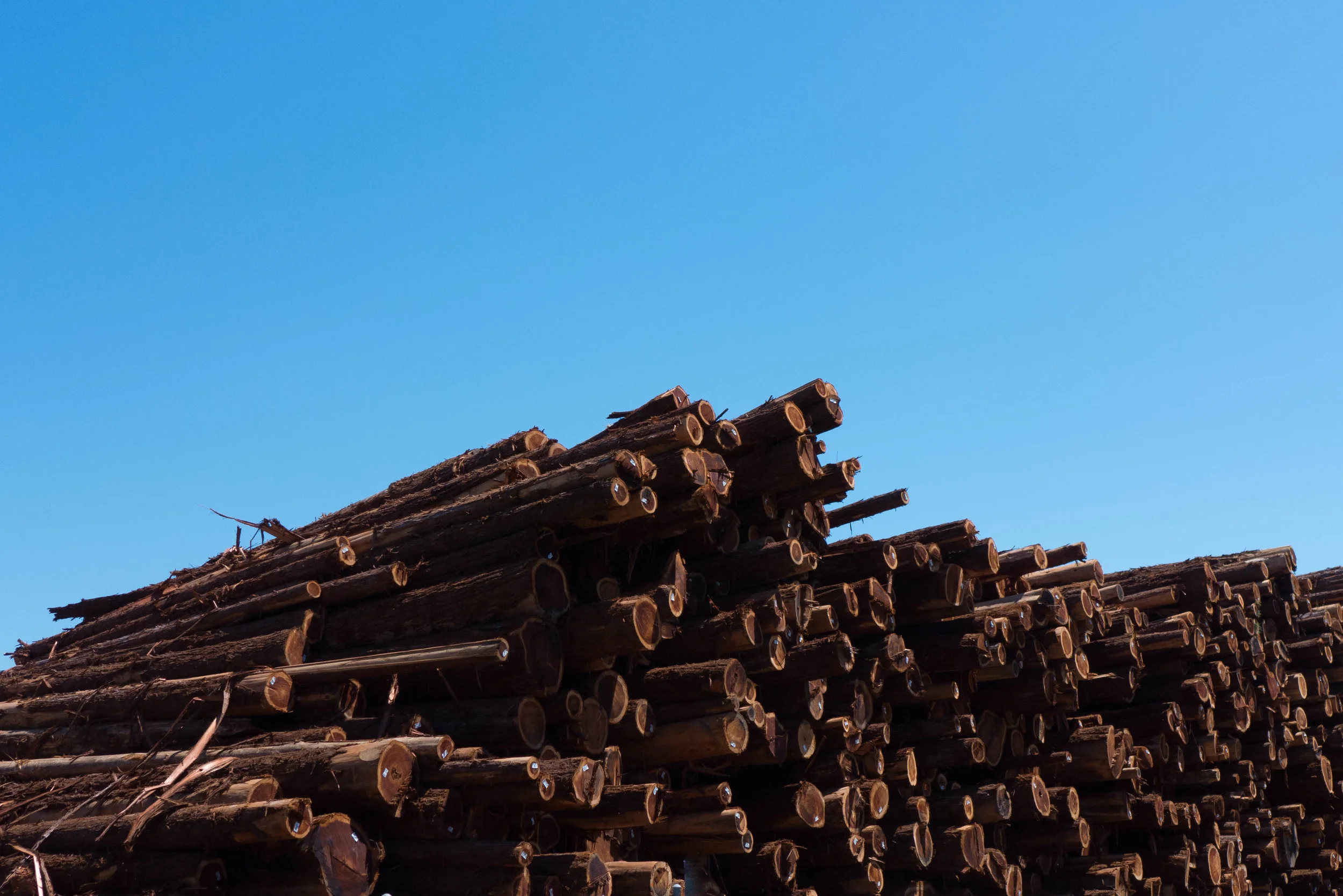 E_Mendo_lumber.jpg