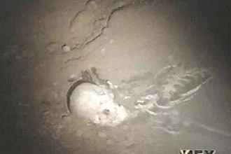 Skeleton.jpg