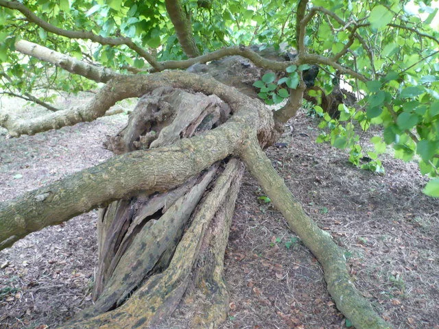 Ancient_mulberry_tree_at_Loseley_Park_-_geograph.org.uk_-_881299.jpg