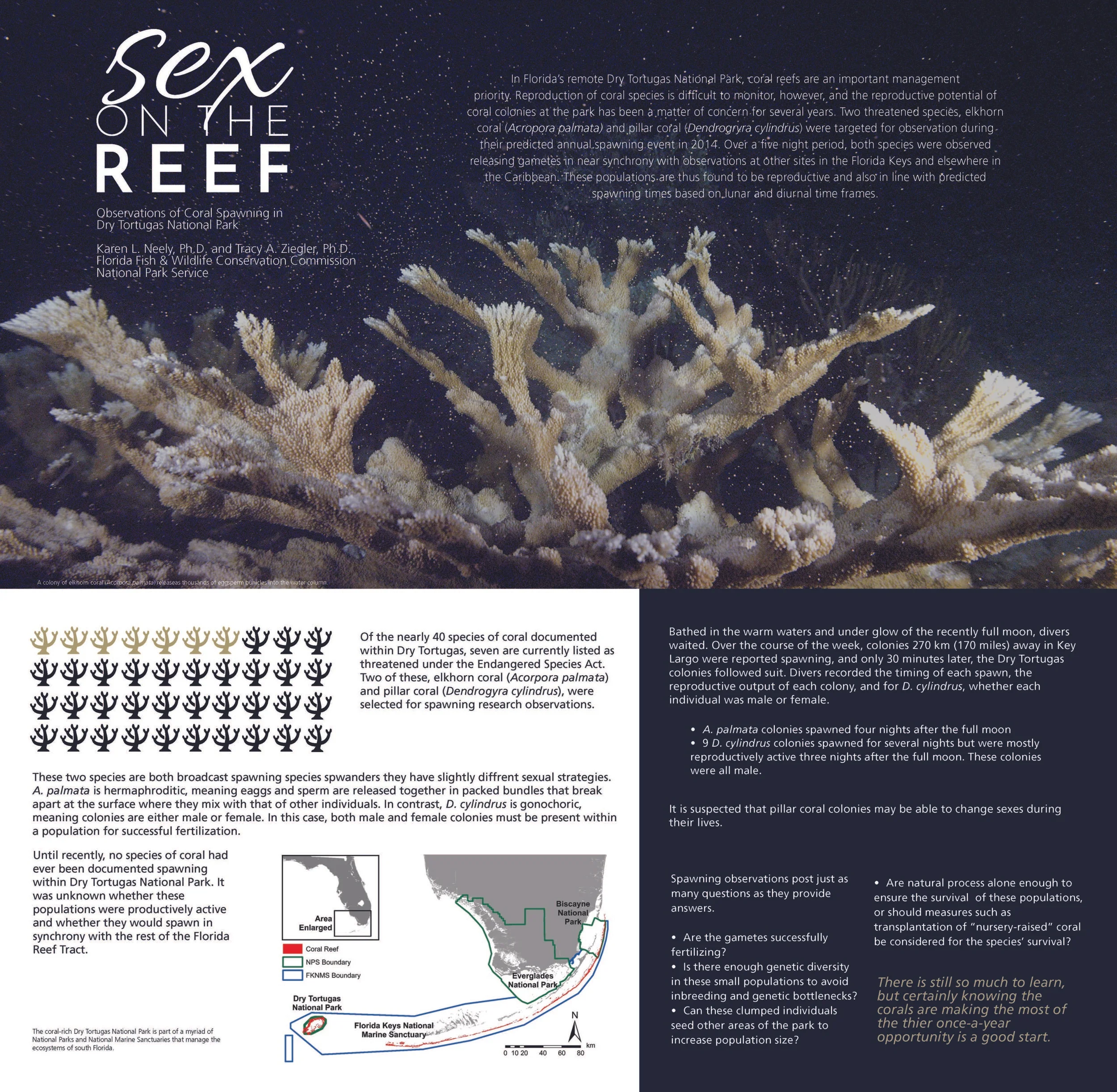 Sex on the Reef