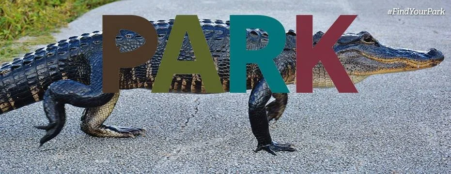 12243293_965323476873763_319202342503675386_n.jpg
