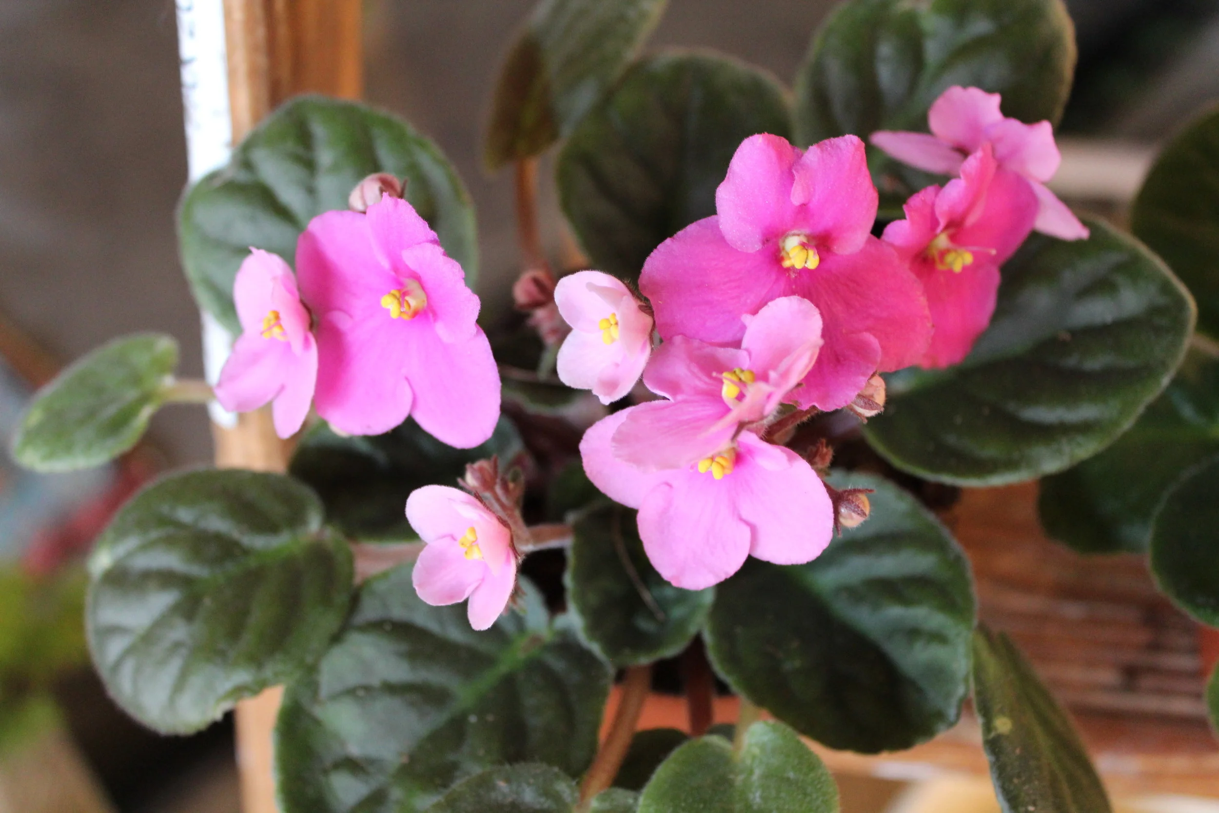 Pink African Violets