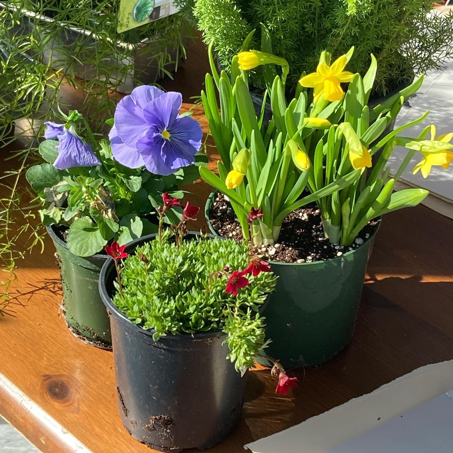 We just got a bunch of beautiful flowers! Perfect for a little host gift or something for your garden 🪴 
.
.
.
#vintage #plants #plantsofinstagram #plant #flowers #flowerstagram #gardening #garden #cutflowergarden #daffodils #spring #springflowers #
