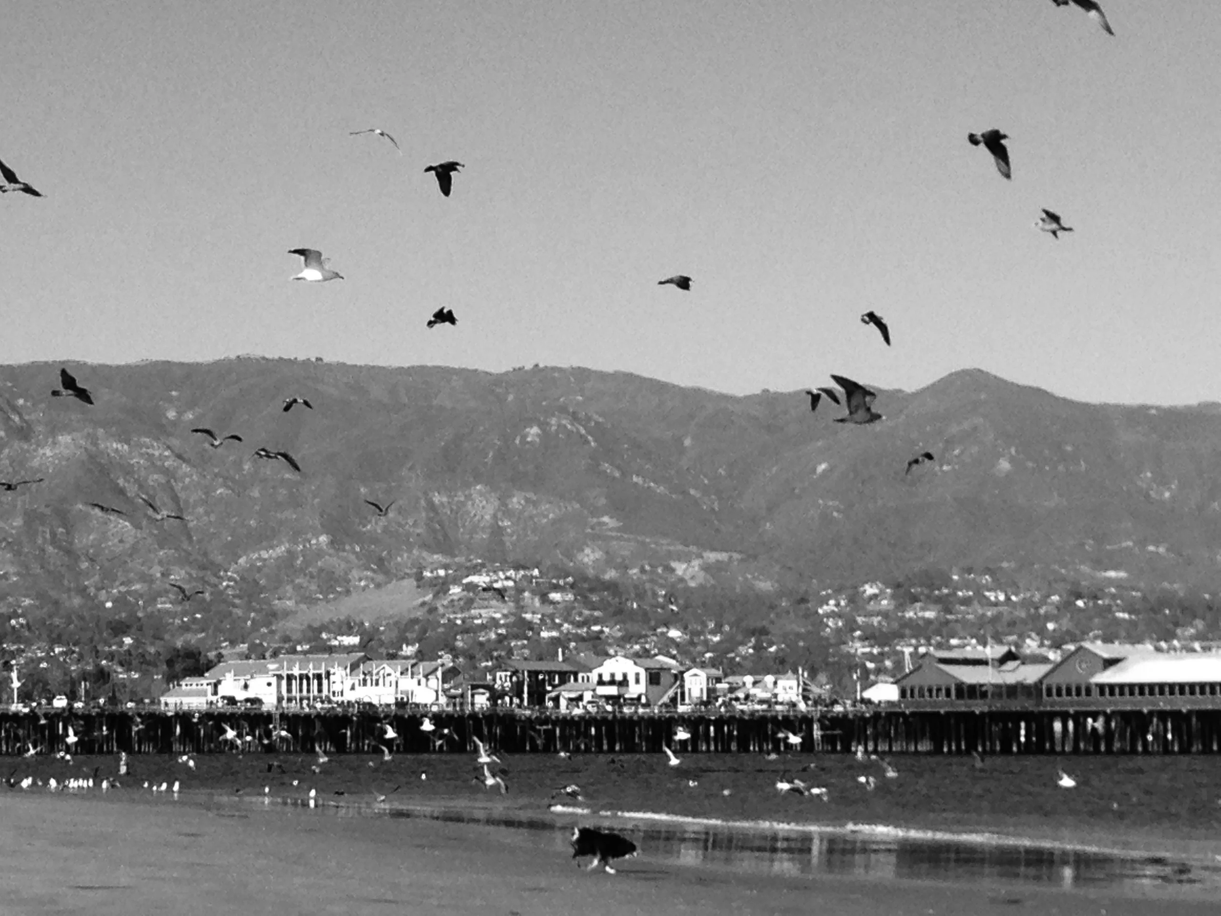 BW_Stearns Wharf with birds.jpg